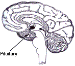Pituitary Gland in the brain